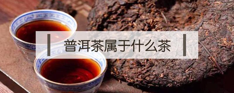 普洱茶属于什么茶 普洱茶属于什么茶类是红茶还是绿茶