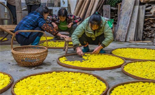 野菊花怎么加工泡水喝