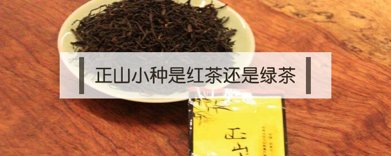 正山小种是红茶还是绿茶 正山小种是不是红茶
