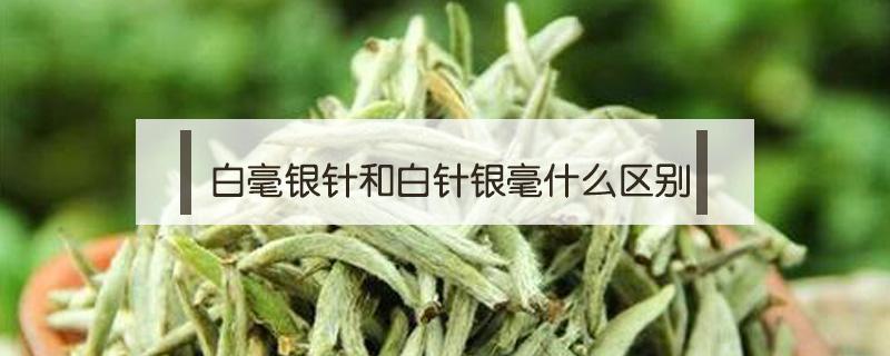 白毫银针和白针银毫什么区别（白毫银针和米针的区别）