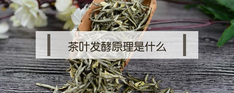 茶叶发酵原理是什么 茶叶发酵的本质
