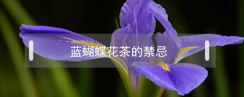 蓝蝴蝶花茶的禁忌