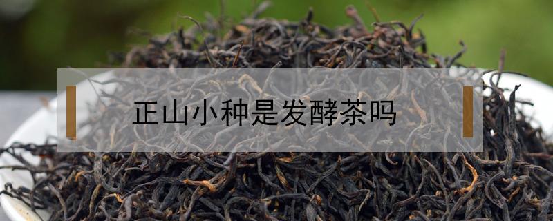 正山小种是发酵茶吗（正山小种是芽茶吗）