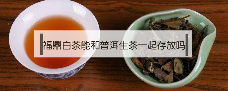 福鼎白茶能和普洱生茶一起存放吗 福鼎白茶能和普洱生茶一起存放吗