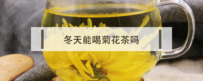 冬天能喝菊花茶吗