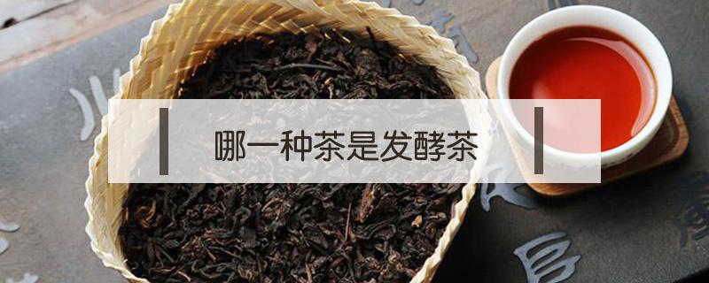 哪一种茶是发酵茶（哪几种茶是发酵茶）