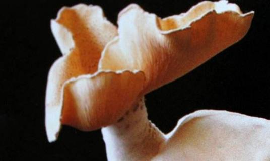 虎奶菇市场前景怎么样 虎奶菇种植利润分析