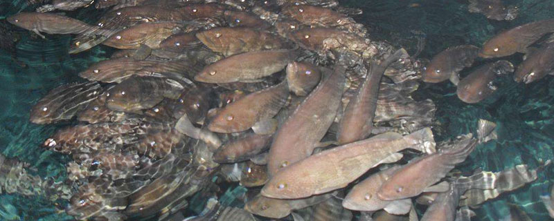 石斑鱼养殖周期（石斑鱼的养殖技术）