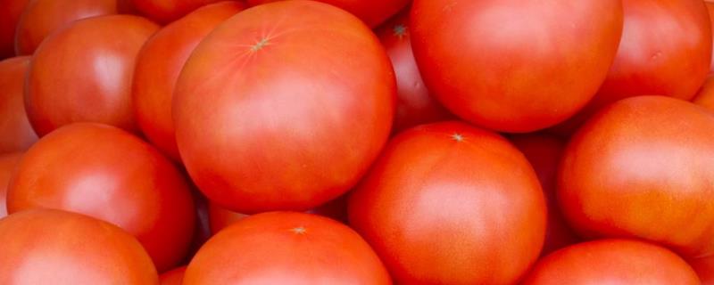 西红柿发芽了还能吃吗？发霉还能吃吗？发苦是什么原因？
