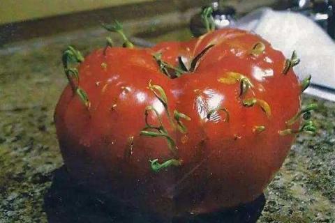 西红柿发芽了还能吃吗？发霉还能吃吗？发苦是什么原因？