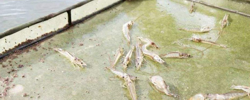 对虾的养殖方法 对虾的养殖方法和注意事项