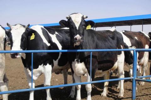 奶牛养殖现状，养殖不够精细，追求产量忽视质量