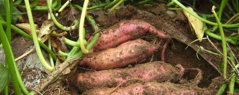 20亩红薯利润多少 20亩红薯利润多少钱