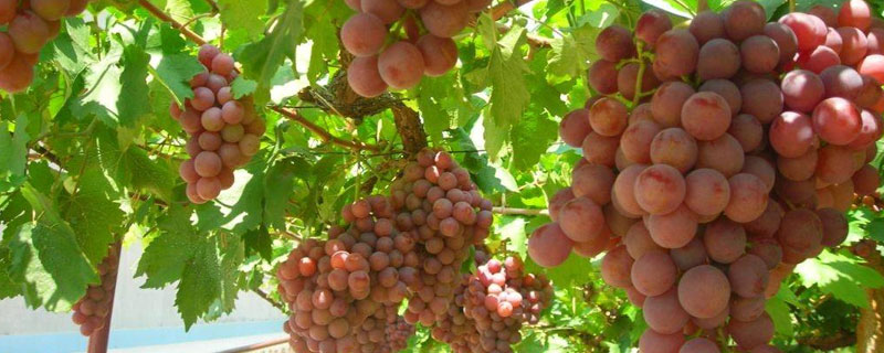 适合南方种植的葡萄品种有哪些（适合南方种植的葡萄苗）