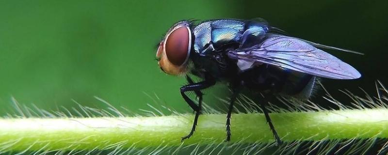 苍蝇能吃吗？蚊子能吃吗？ 蚊子可以吃苍蝇吗