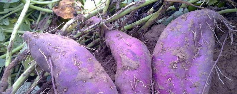 一亩紫薯的利润有多少 一亩紫薯的利润有多少钱