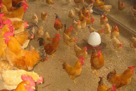 发酵床养鸡为什么大型养殖场没有用？发酵床养鸡缺点是什么？