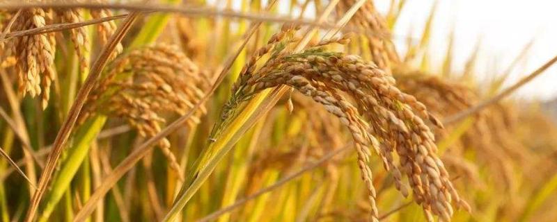 常见的稻谷种子品种有哪些（水稻种子有哪些品种）