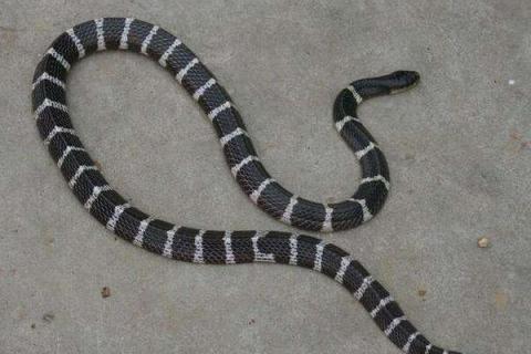 银环蛇和五步蛇谁更毒，和眼镜蛇相比呢？