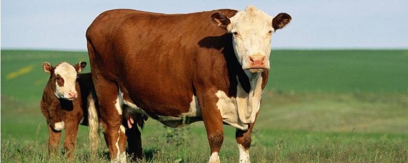 养殖肉牛利润与成本，附前景分析 养殖肉牛的利润与成本