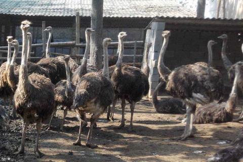 适合农村的养殖项目