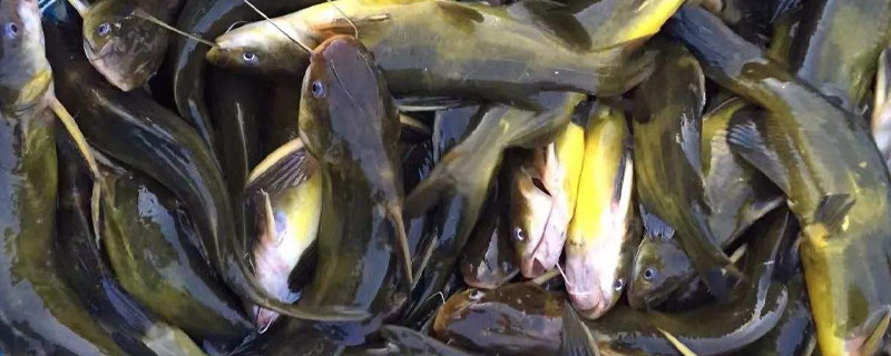 养殖周期短的鱼 养殖周期短的鱼类