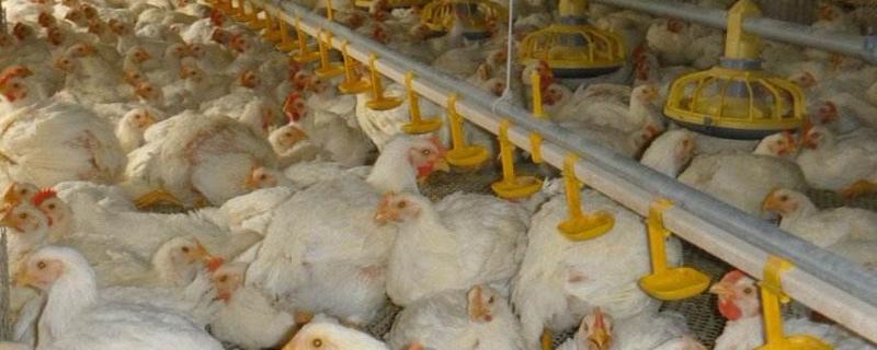 养肉鸡一只利润多少 养殖一万只肉鸡的成本和利润