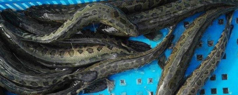 黑鱼养殖成本和利润（黑鱼养殖成本和利润视频）