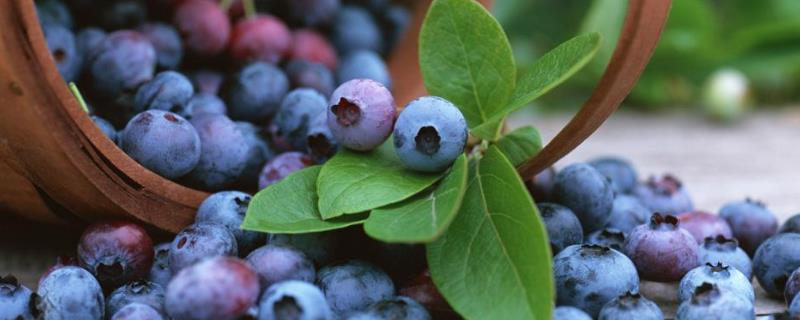 大棚蓝莓种植挣钱吗，附大棚蓝莓种植技术和管理