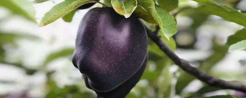 新品种黑苹果树的特性（黑苹果树苗）