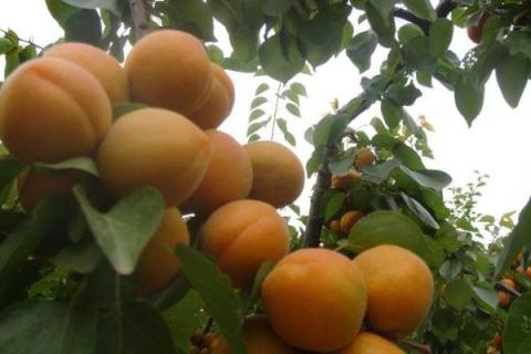优质杏树品种有哪些，高产是关键