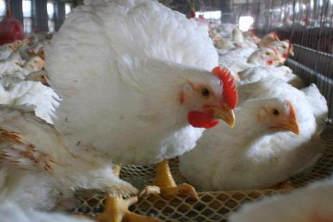 肉食鸡到底能不能吃？对人体有哪些伤害？