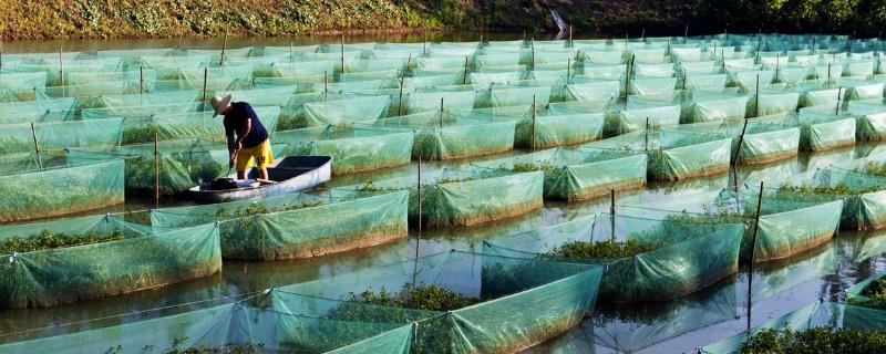 现在黄鳝养殖的最大问题是什么（现在黄鳝养殖的最大问题是什么?）