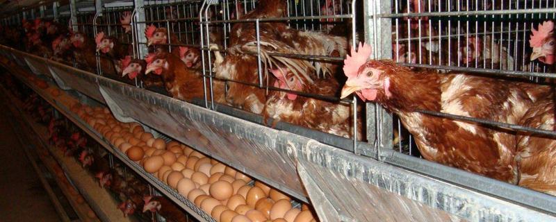 养蛋鸡需要哪些条件 养蛋鸡怎么养