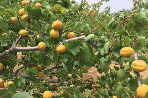 优质杏树品种有哪些，高产是关键