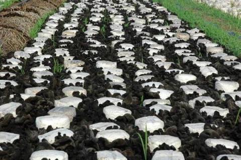 虎奶菇市场前景怎么样 虎奶菇种植利润分析