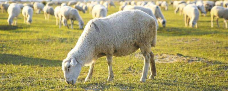 育肥羊的利润与成本，利润有多大 育肥羊的利润与成本怎么算