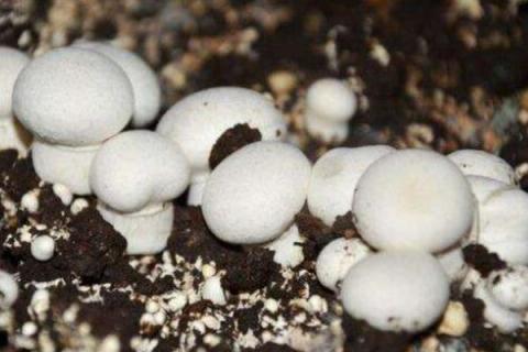 双孢菇市场前景怎么样 种植双孢菇风险大不大