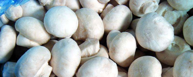 双孢菇种植利润分析 双孢菇种植成本及利润