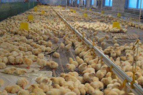 5万只蛋鸡养鸡场投资多少？年利润多少？