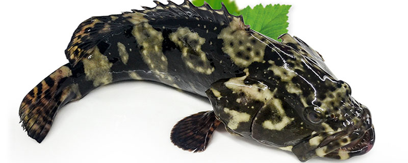 石斑鱼在淡水中能养吗 淡水石斑鱼生存条件