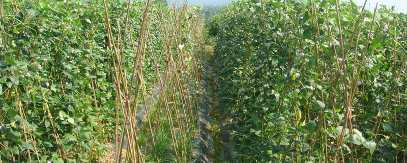 长豆角露地种植亩产多少斤 长豆角最高亩产多少斤