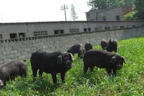 瘦肉率最高的黑猪品种，长得最快的黑猪品种有哪些