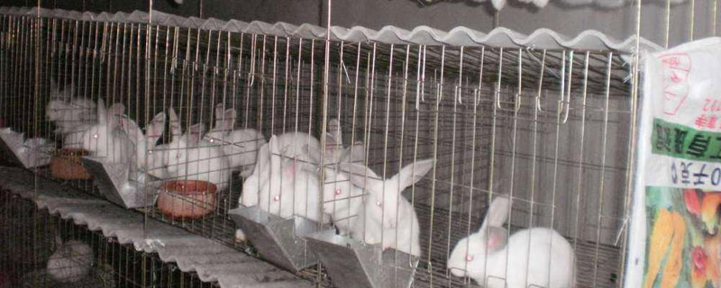 小规模养殖兔子大概需要多少成本 小规模养殖兔子大概需要多少成本呢