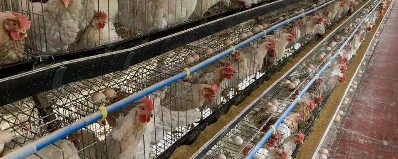 5万只蛋鸡养鸡场投资多少？ 养殖5000只蛋鸡需要投资多少钱