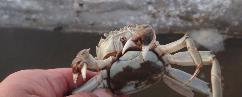 河蟹养殖条件 河螃蟹怎么养殖