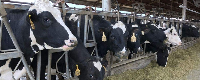 奶牛的利润与风险 奶牛行业风险