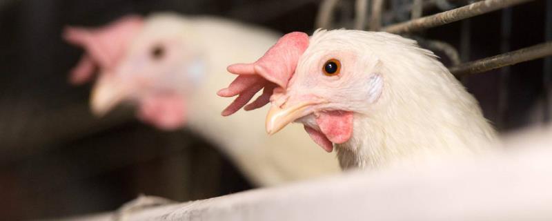 肉食鸡到底能不能吃 肉食鸡对身体有害吗