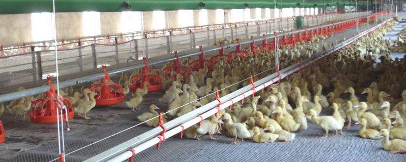 肉鸡养殖鸡舍建设（最新肉鸡养殖技术鸡棚建设）
