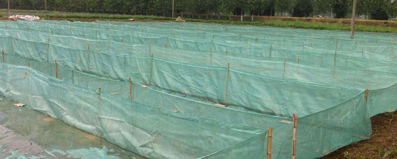养水蛭的网箱的价格 网箱养殖水蛭一平米放多少苗